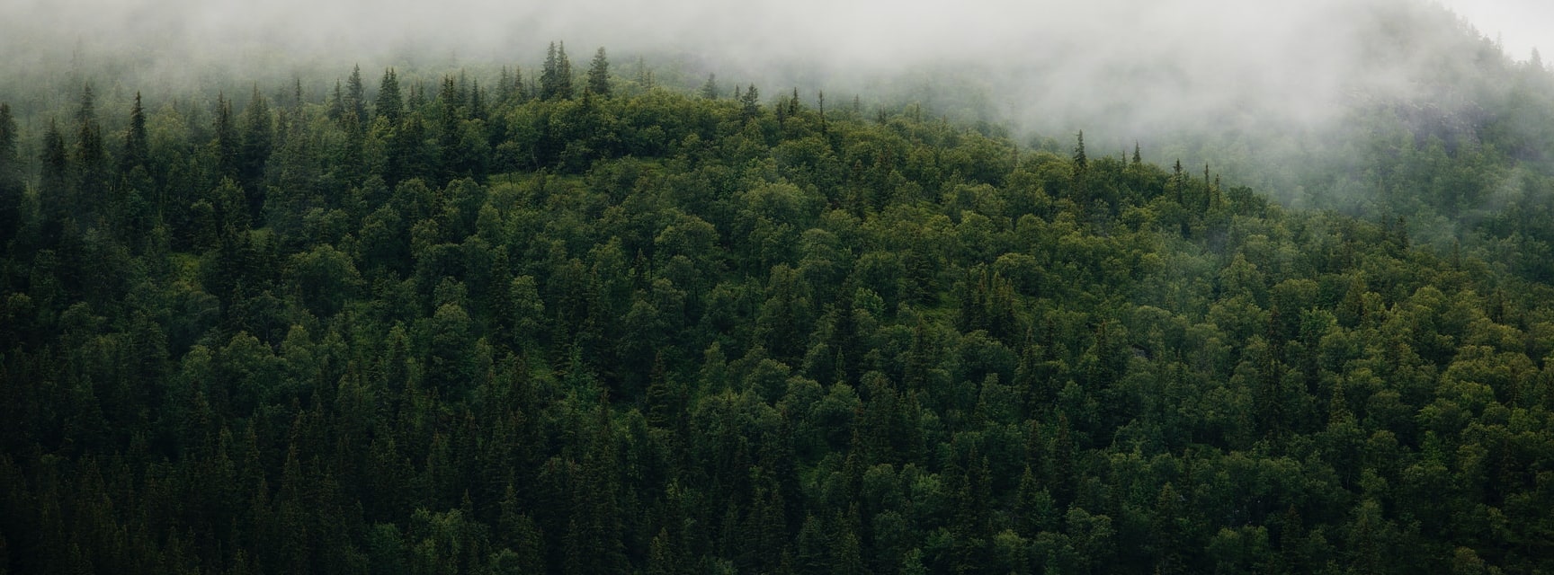 forest with fog